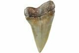 Fossil Broad-Toothed Mako Shark Tooth - North Carolina #235226-1
